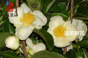 白色山茶花(苦茶花,油茶花)