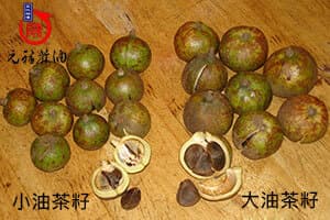 帶殼大油茶籽與帶殼小油茶籽