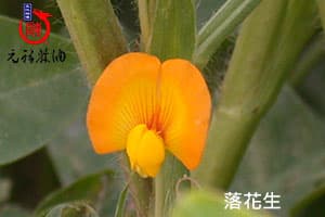 花生(落花生)開花結果